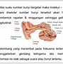 Pada Malam Hari Bunyi Petir Terdengar Lebih Keras Dari Siang Hari Ini Membuktikan Bahwa Bunyi Dapat